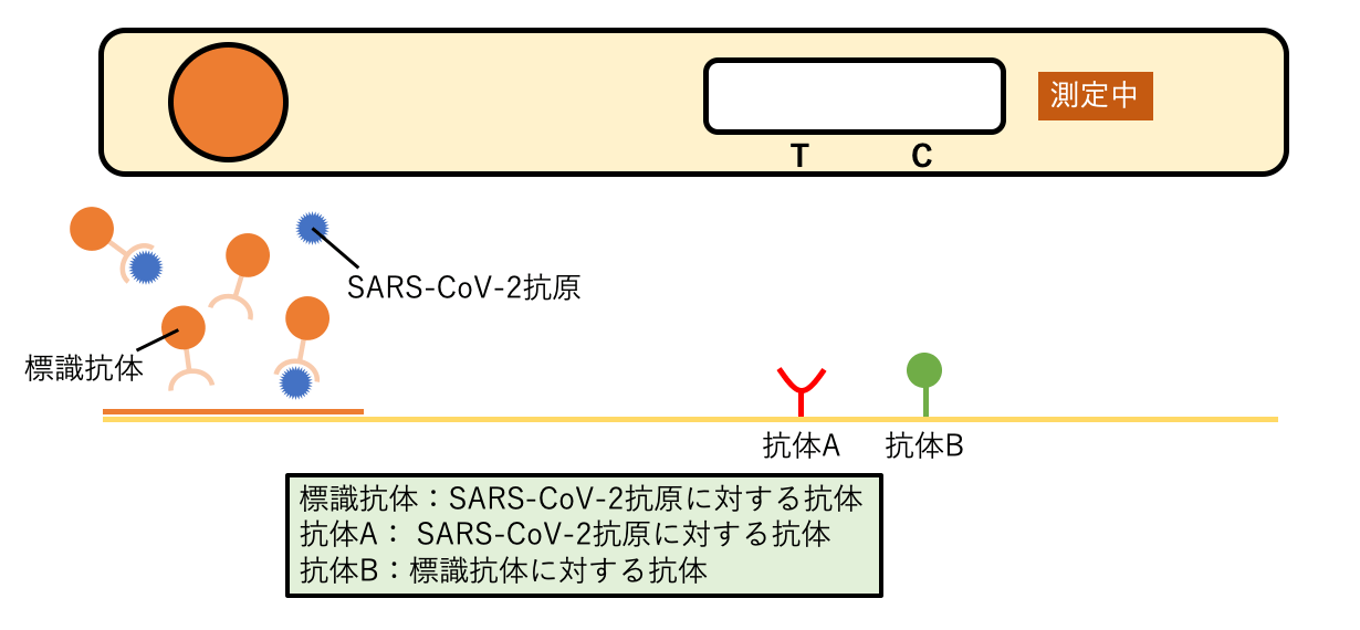 医療用抗原検査キットの薬局販売を徹底解説！ | アスヤクLABO